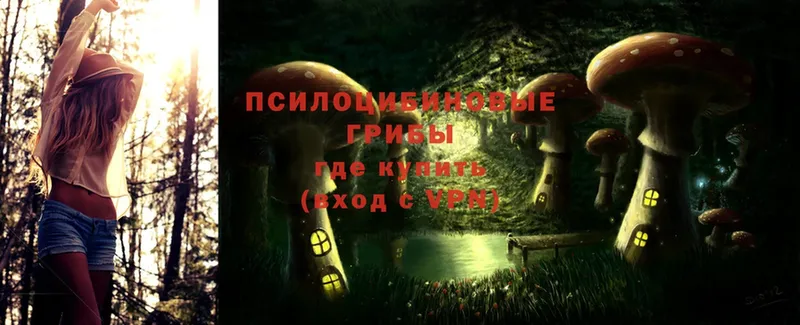 Псилоцибиновые грибы Psilocybe Никольское